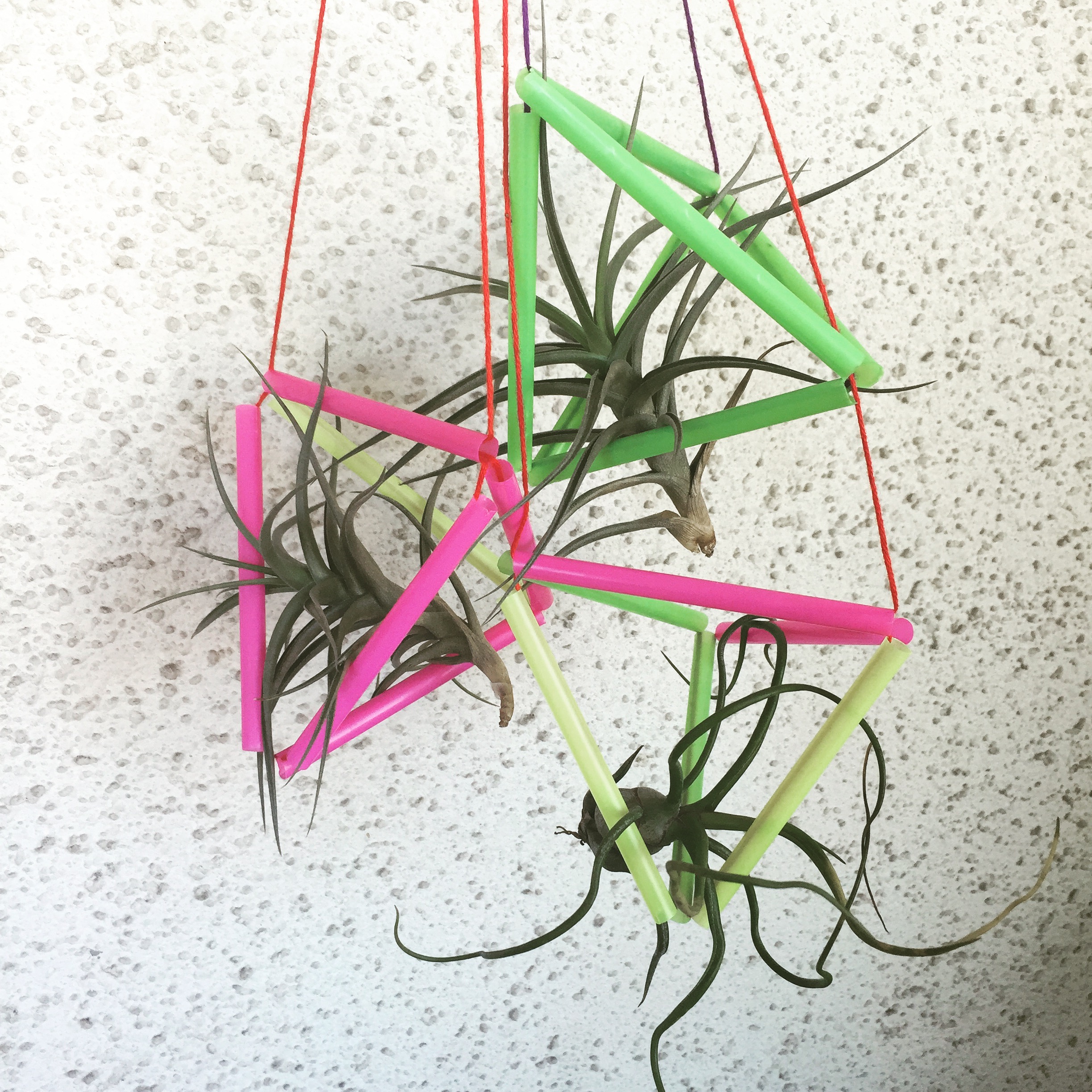 Air Plant Experiment